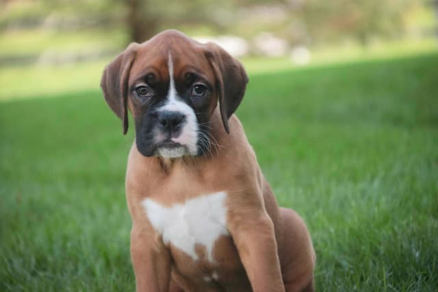 Boxer Puppies media 19