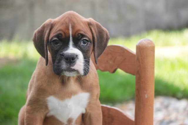 Boxer Puppies media 20