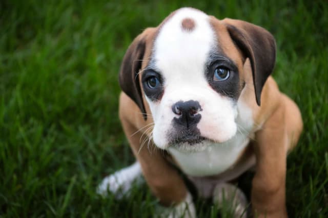 Boxer Puppies media 21