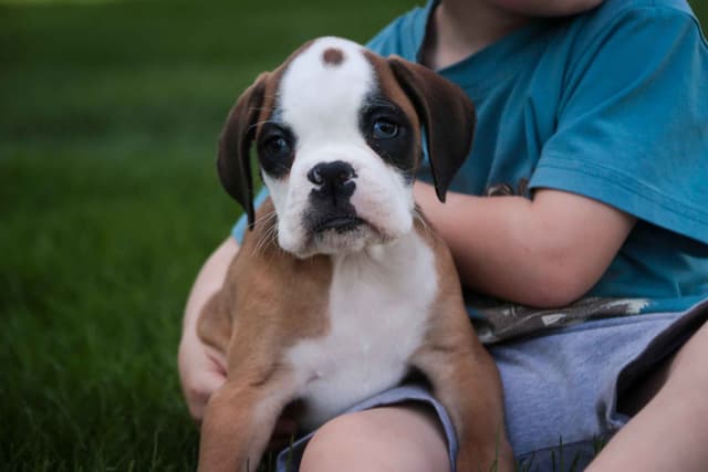 Boxer Puppies media 22
