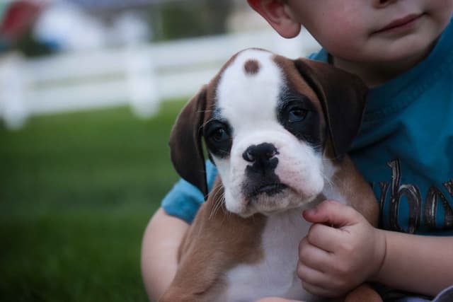 Boxer Puppies media 23