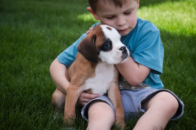 Boxer Puppies media 24