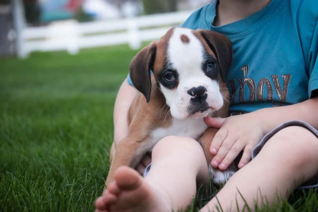 Boxer Puppies media 25