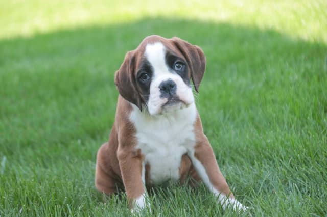Boxer Puppies media 26