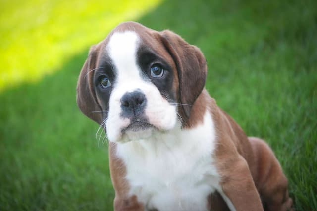 Boxer Puppies media 28