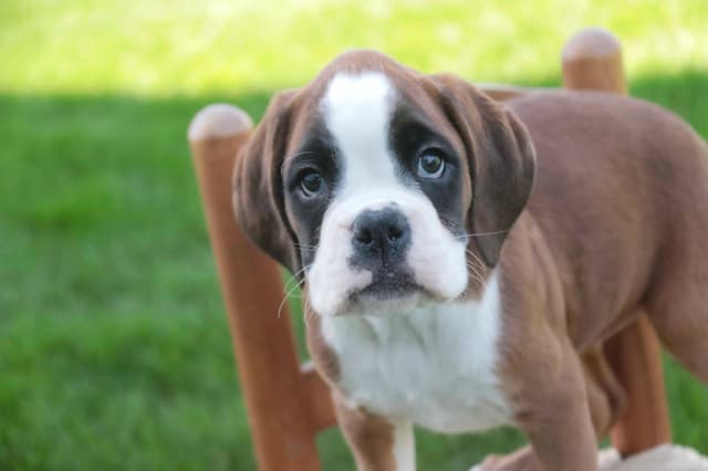 Boxer Puppies media 27