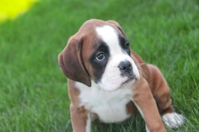 Boxer Puppies media 29