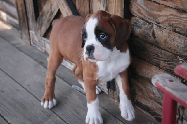 Boxer Puppies media 30