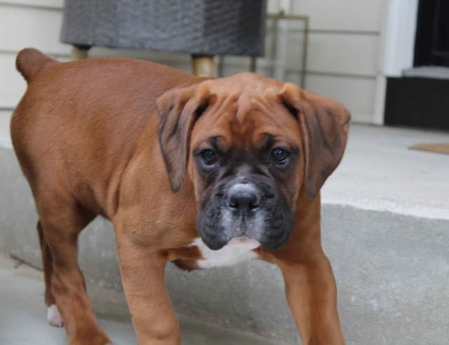 AKC Boxer Puppies media 3