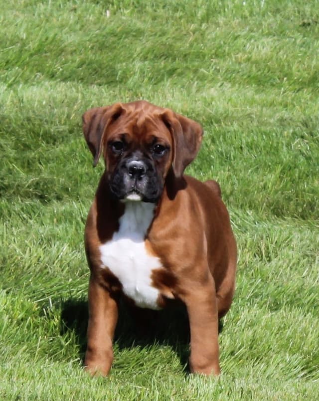 AKC Boxer Puppies media 2