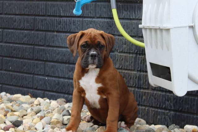 AKC Boxer Puppies media 4
