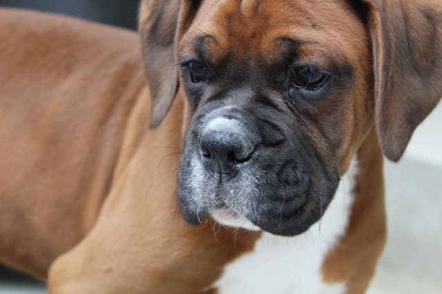AKC Boxer Puppies media 6
