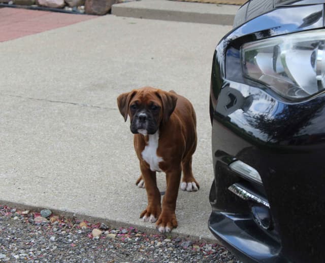 AKC Boxer Puppies media 5