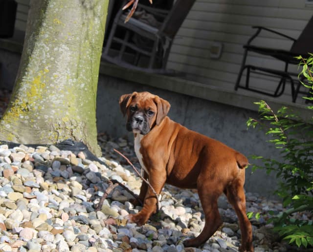 AKC Boxer Puppies media 7