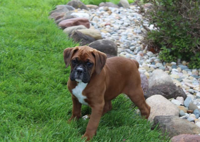 AKC Boxer Puppies media 8