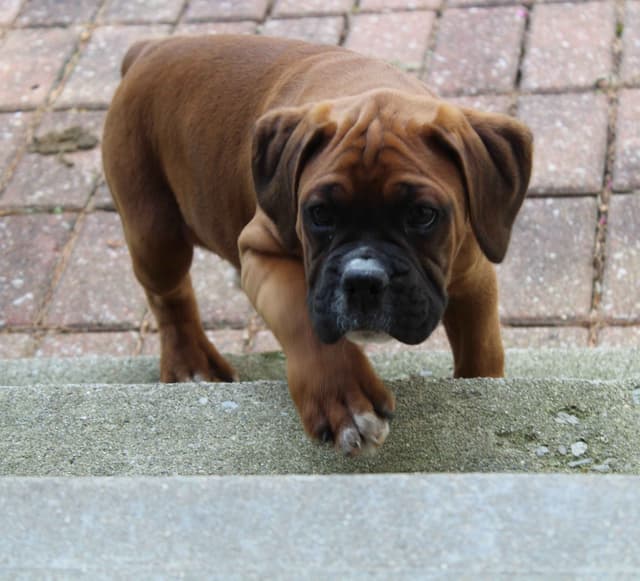 AKC Boxer Puppies media 9