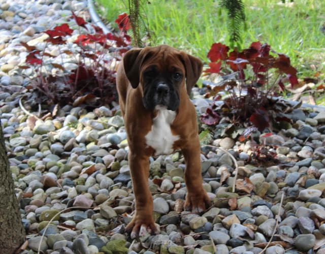 AKC Boxer Puppies media 10