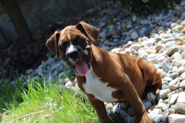 AKC Boxer Puppies media 11
