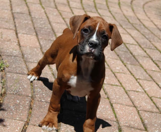 AKC Boxer Puppies media 12