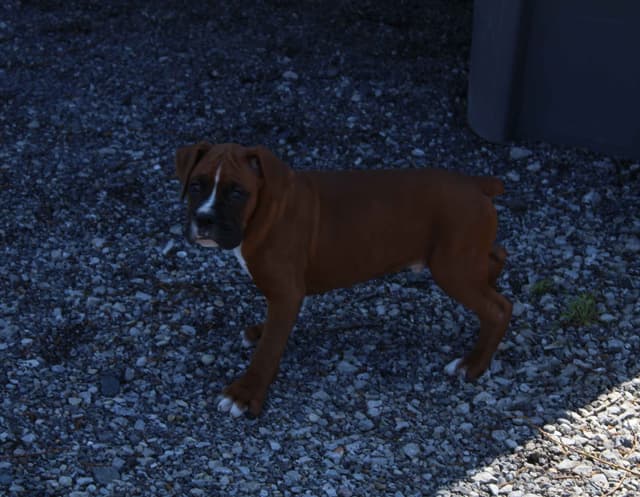 AKC Boxer Puppies media 13