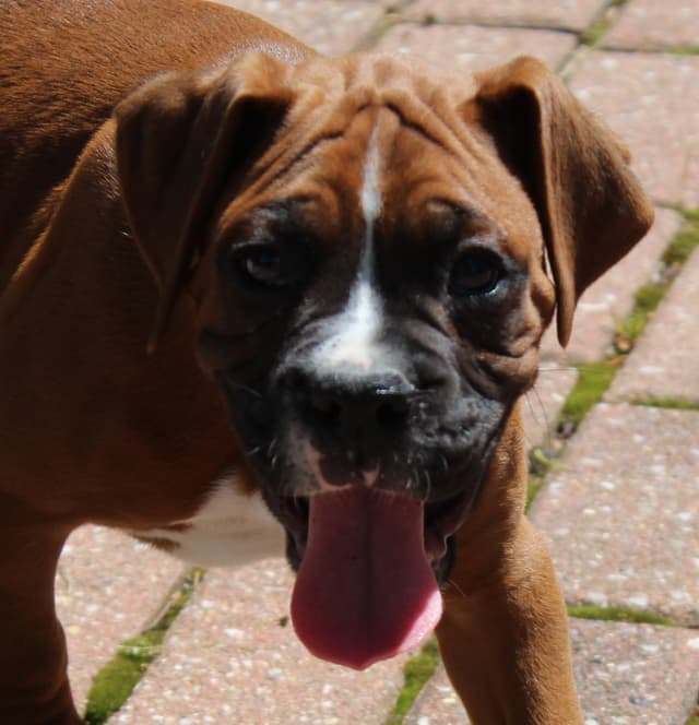 AKC Boxer Puppies media 14