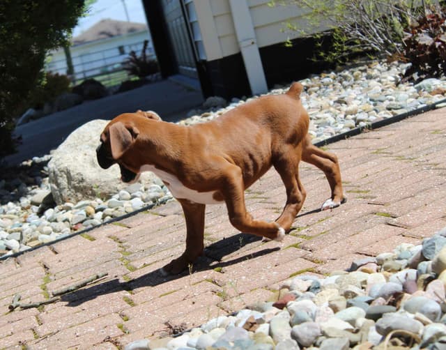 AKC Boxer Puppies media 15