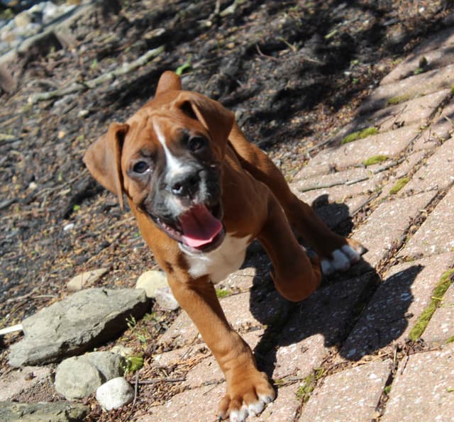 AKC Boxer Puppies media 17
