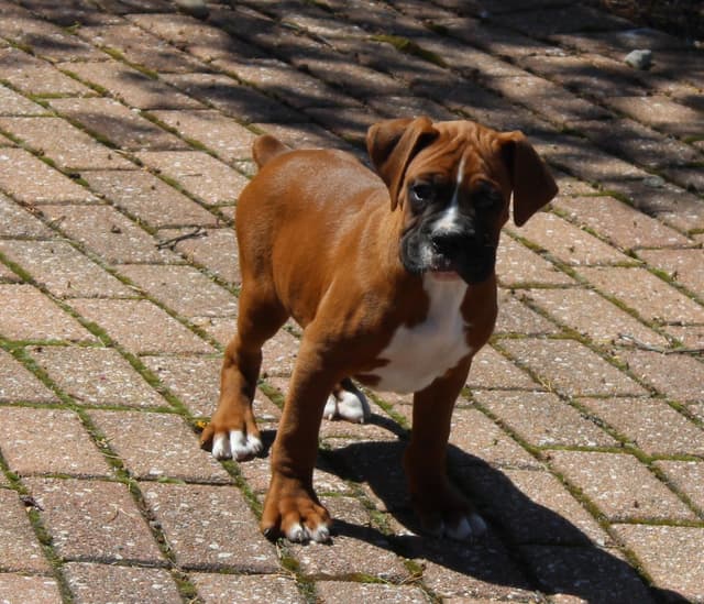 AKC Boxer Puppies media 16