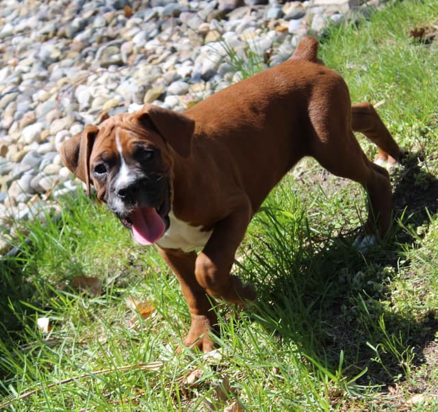 AKC Boxer Puppies media 21
