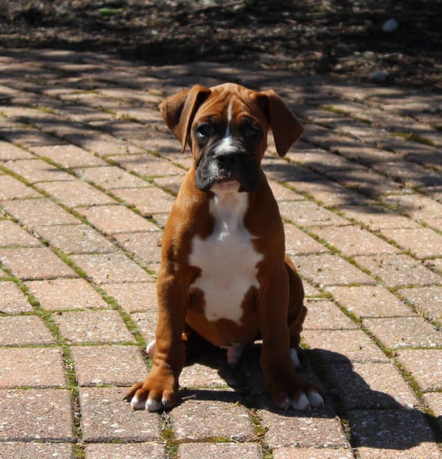 AKC Boxer Puppies media 18