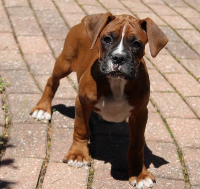 AKC Boxer Puppies media 19