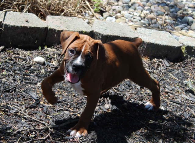 AKC Boxer Puppies media 20