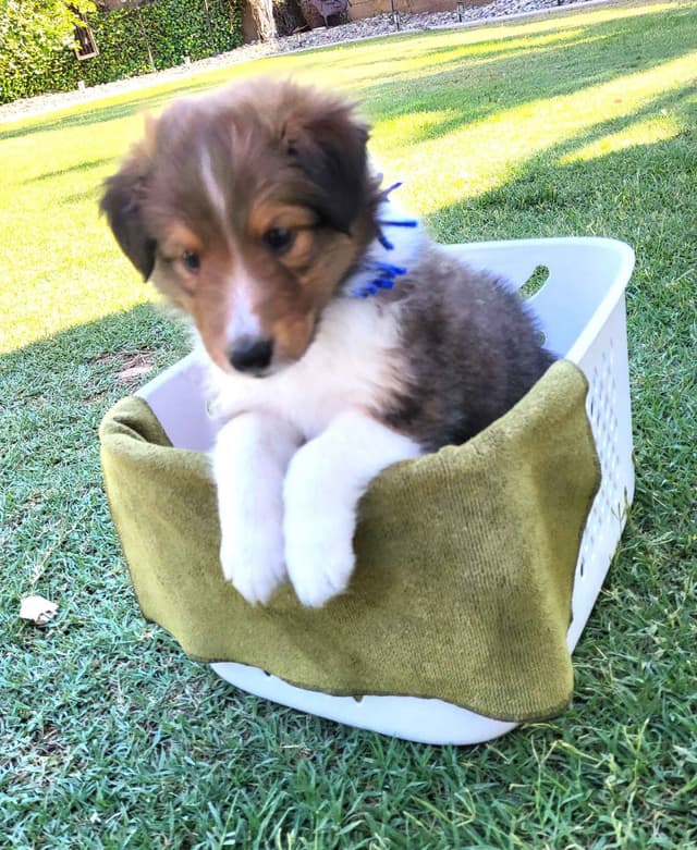 Shetland Sheepdog Puppies For Sale media 2