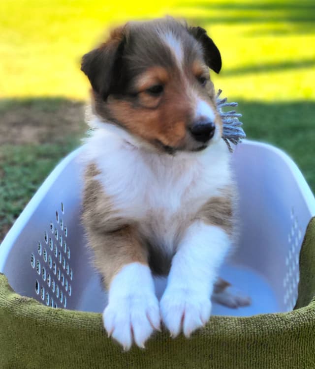 Shetland Sheepdog Puppies For Sale media 4