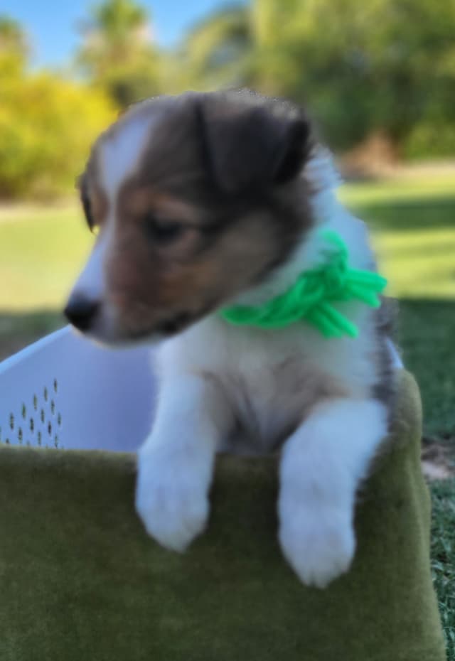 Shetland Sheepdog Puppies For Sale media 7