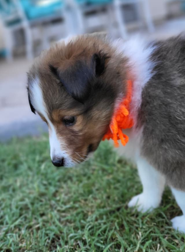 Shetland Sheepdog Puppies For Sale media 8