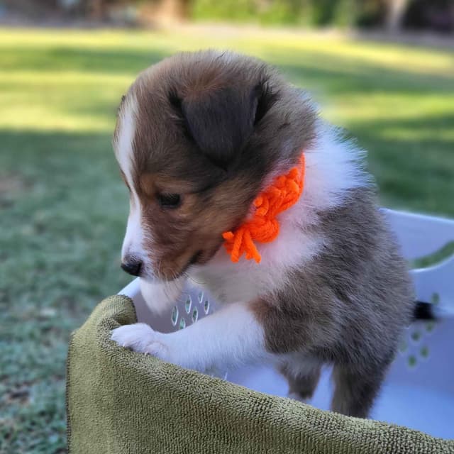 Shetland Sheepdog Puppies For Sale media 9