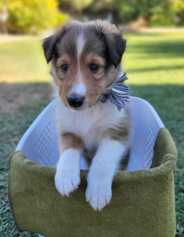 Shetland Sheepdog Puppies For Sale media 5