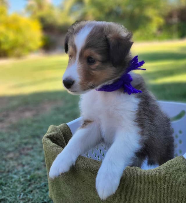 Shetland Sheepdog Puppies For Sale media 10