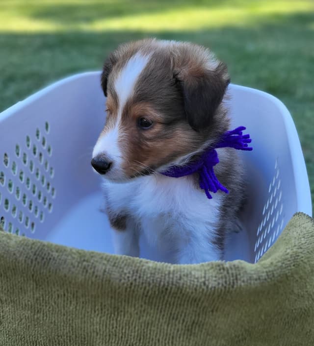 Shetland Sheepdog Puppies For Sale media 11