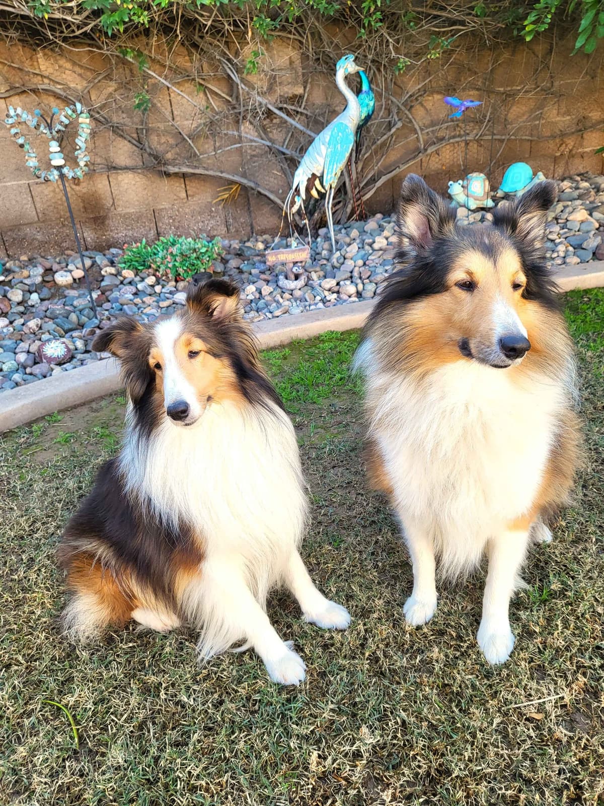 Shetland Sheepdog Puppies For Sale breeder image 2