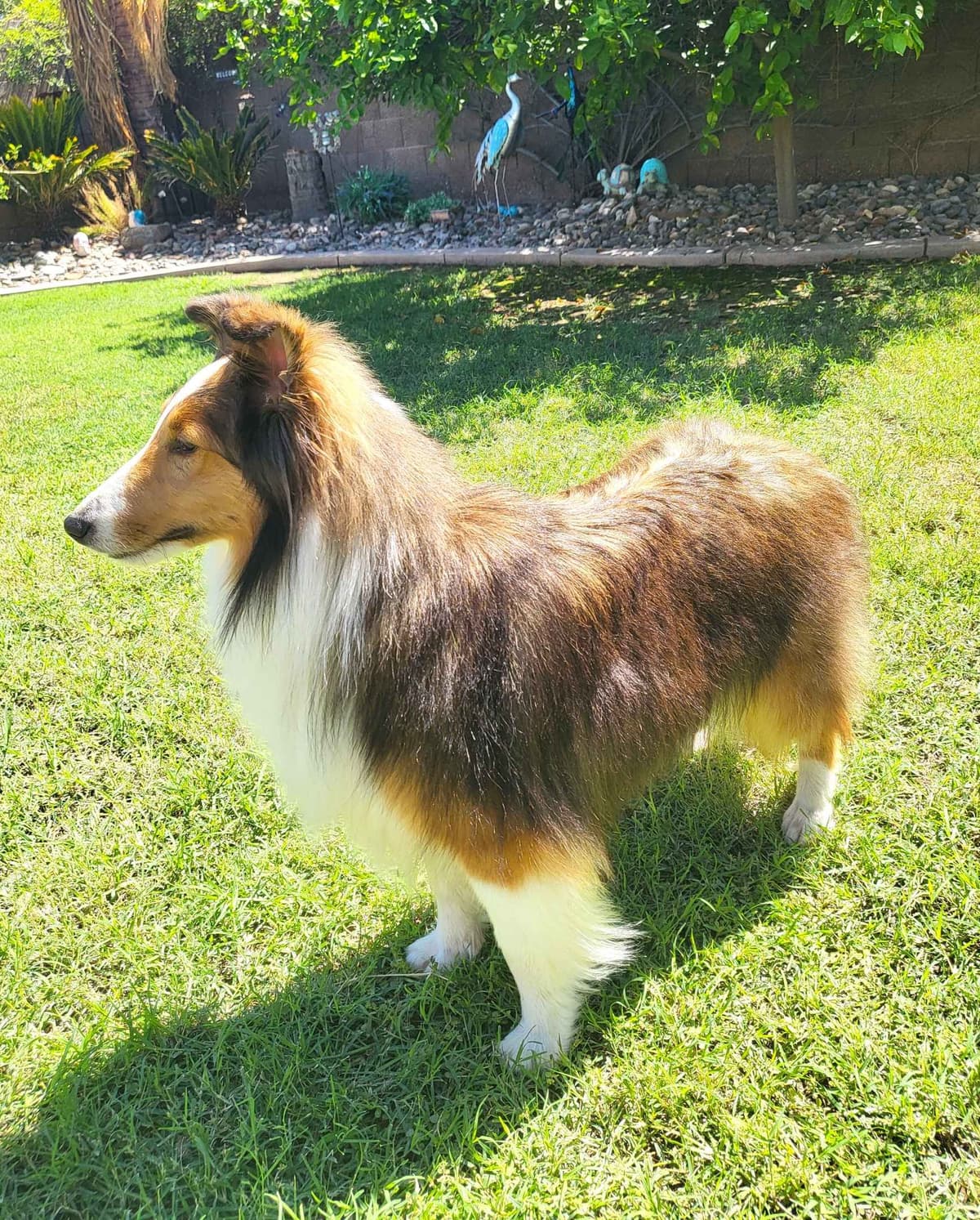 Shetland Sheepdog Puppies For Sale breeder image 3