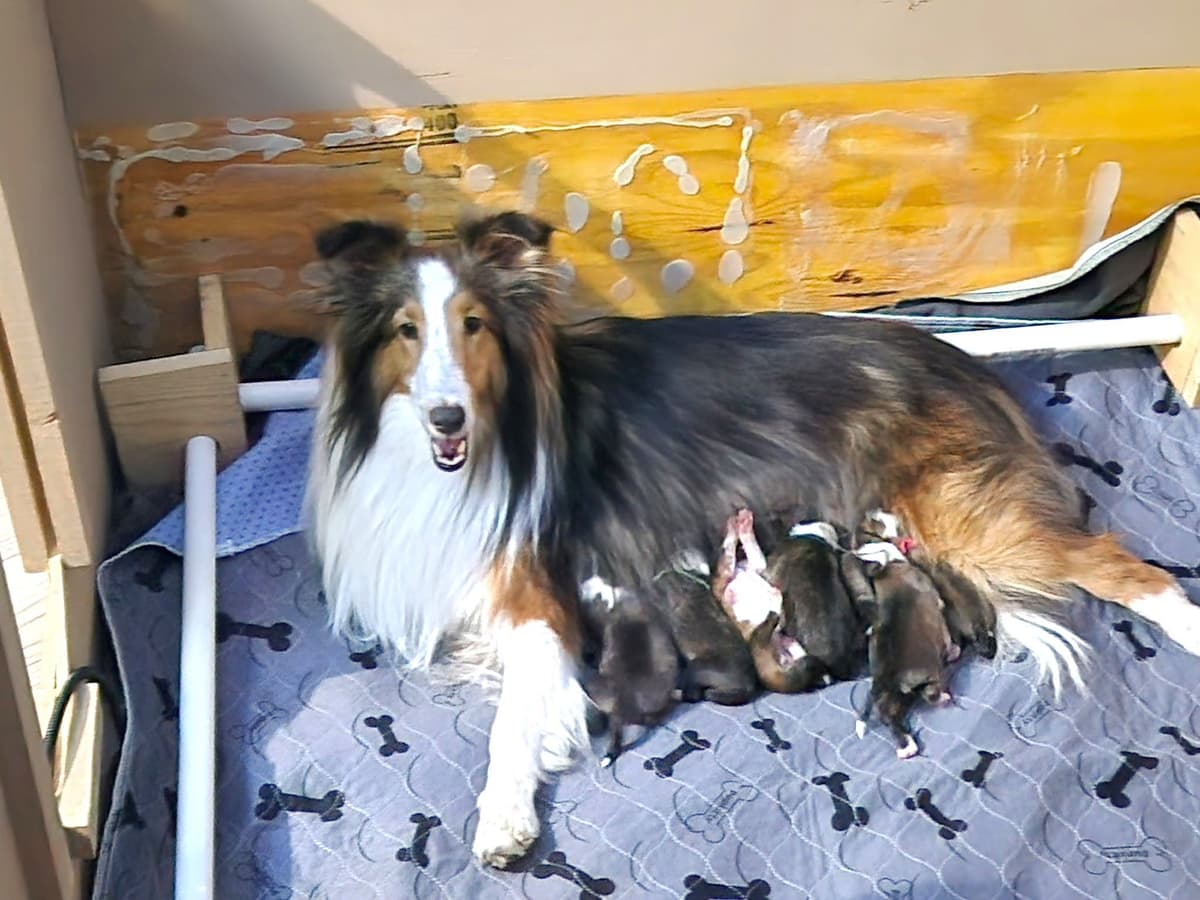 Shetland Sheepdog Puppies For Sale breeder image 8