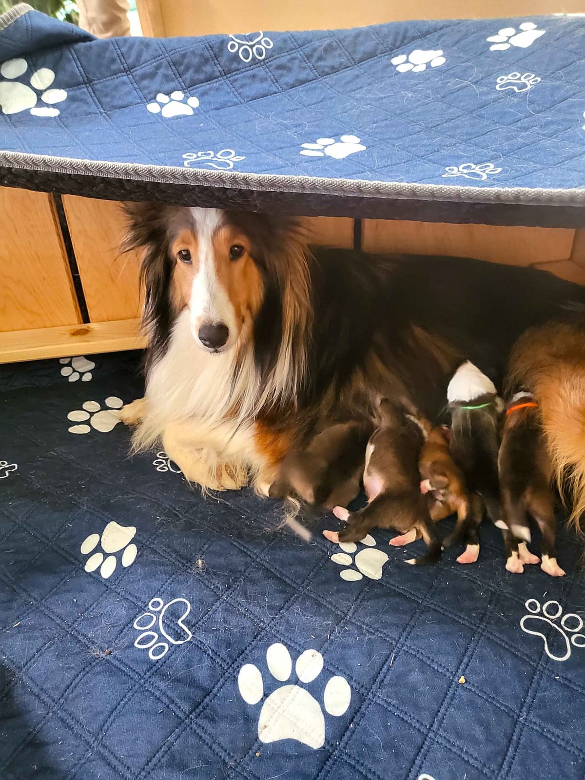 Shetland Sheepdog Puppies For Sale breeder image 9