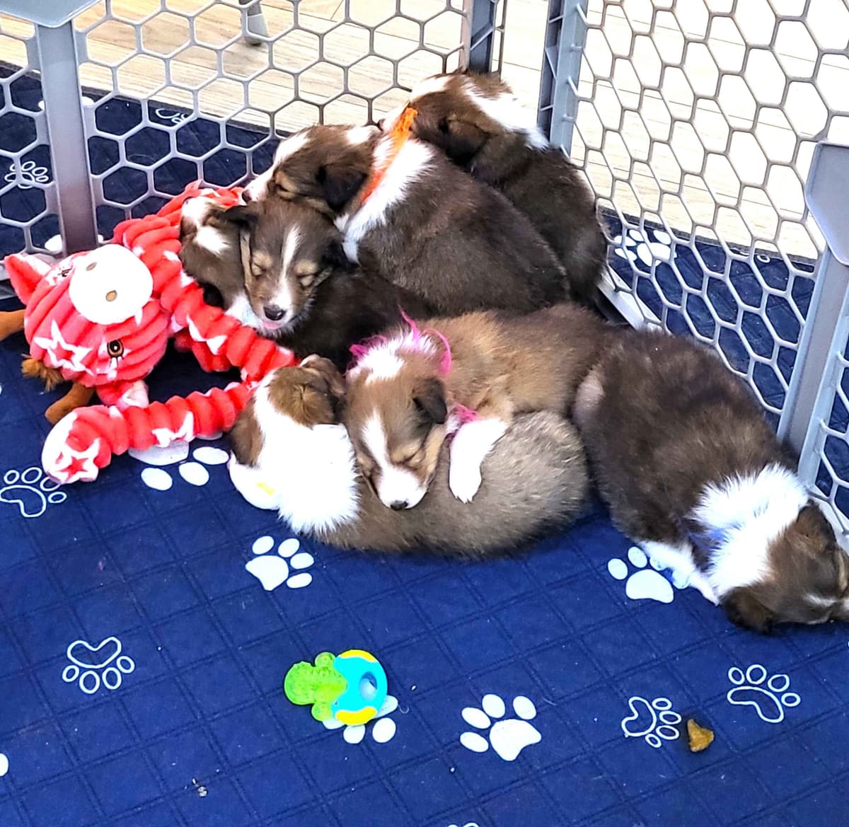 Shetland Sheepdog Puppies For Sale breeder image 10