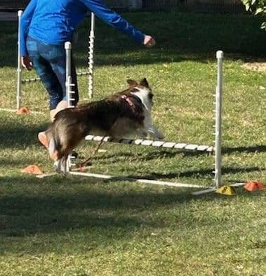 Shetland Sheepdog Puppies For Sale breeder image 7