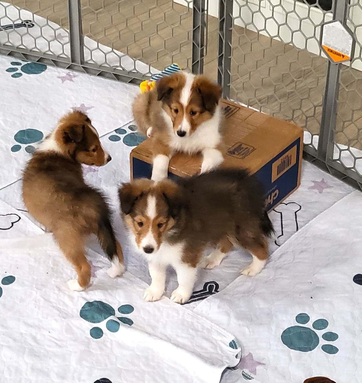 Shetland Sheepdog Puppies For Sale breeder image 12