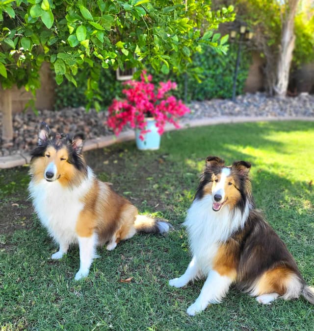 Shetland Sheepdog Puppies For Sale media 13