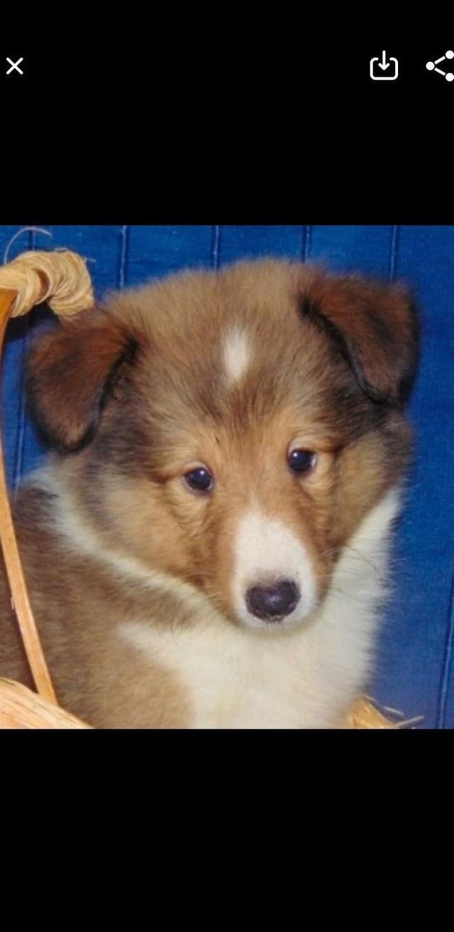Shetland Sheepdog Puppies For Sale media 15