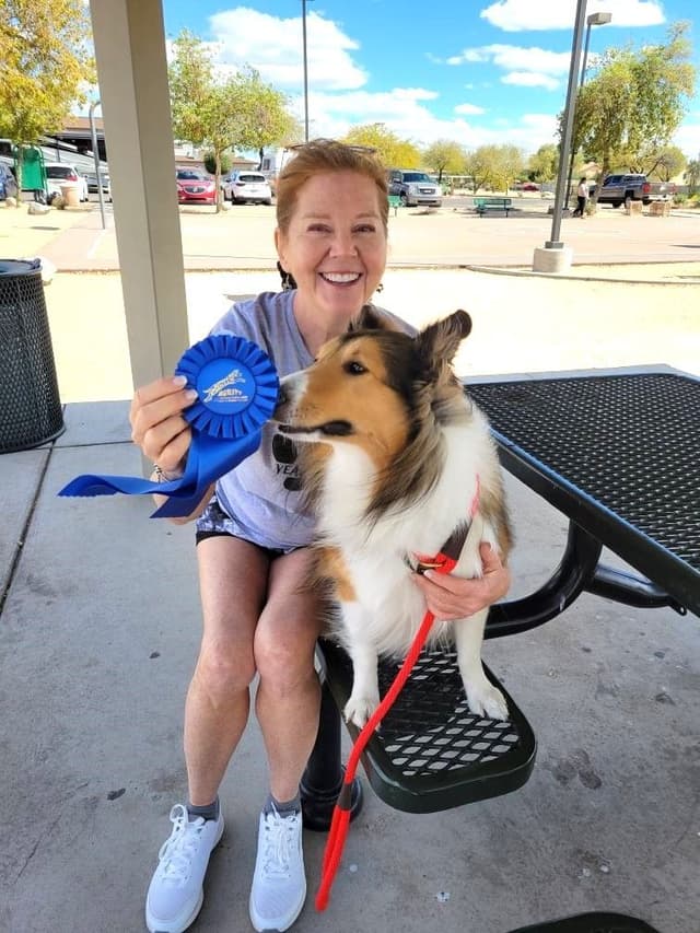 Shetland Sheepdog Puppies For Sale media 18